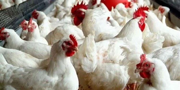 أسعار الدواجن