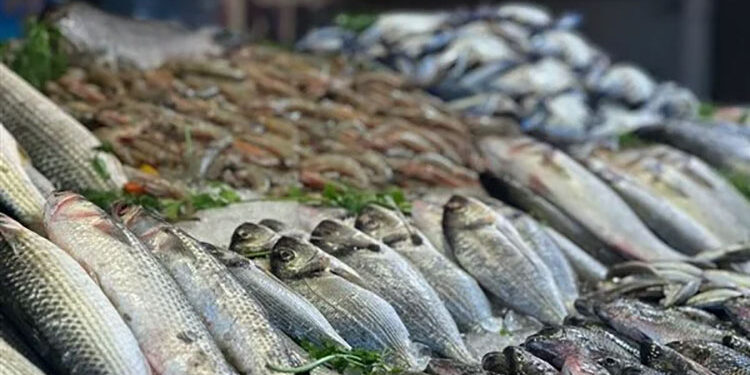 غرفة بورسعيد التجارية: أسعار الأسماك انخفضت من 50 إلى 70% بعد المقاطعة