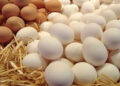 مفاجأة عن البيض الفاسد بالأسواق