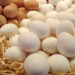 مفاجأة عن البيض الفاسد بالأسواق