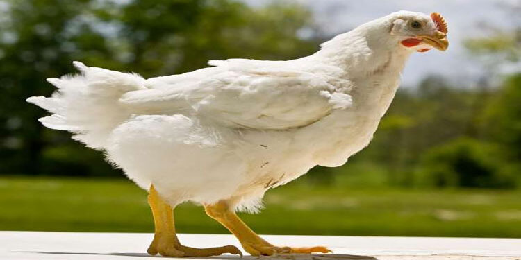 أسعار الدواجن والبيض في مصر اليوم الجمعة