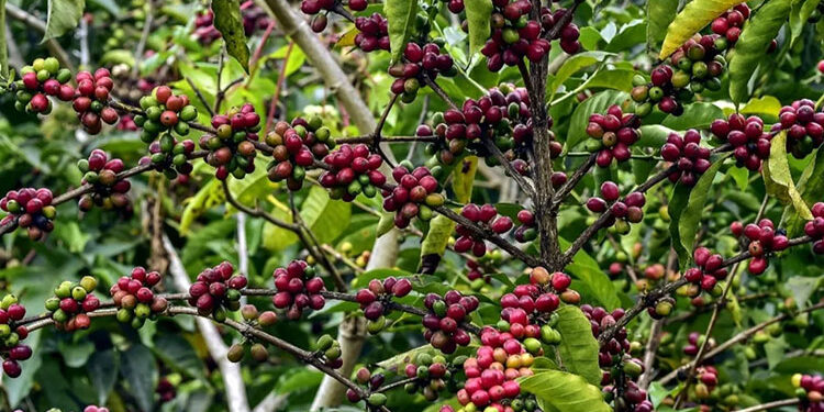 الزراعة: زراعة البن فى مصر مازالت فى إطار التجارب البحثية