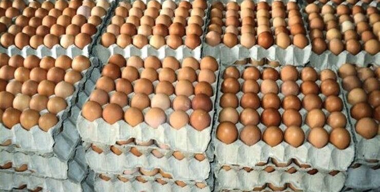 تطورات سوق الدواجن والبيض في مصر اليوم الإثنين 29 أبريل 2024