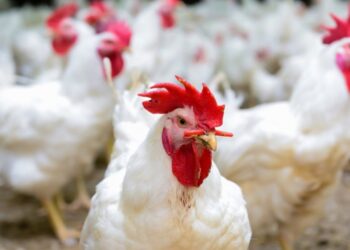 أسعار الدواجن والبيض في مصر اليوم السبت