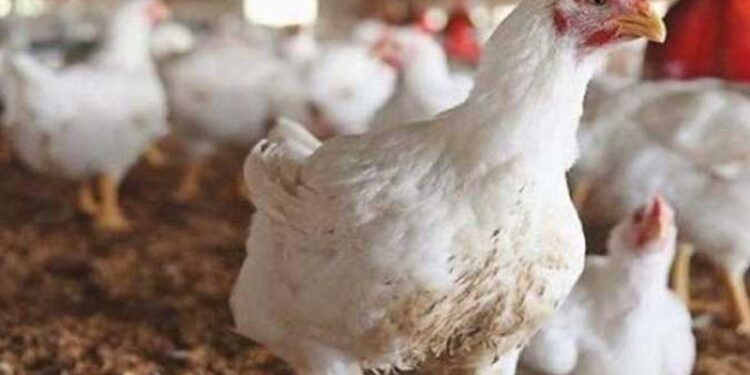 الدواجن والبيض