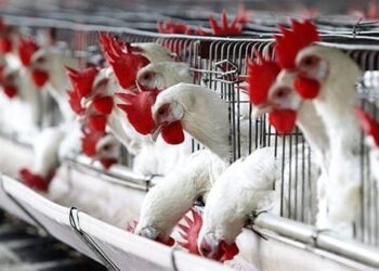 أسعار الدواجن والبيض في مصر اليوم الثلاثاء