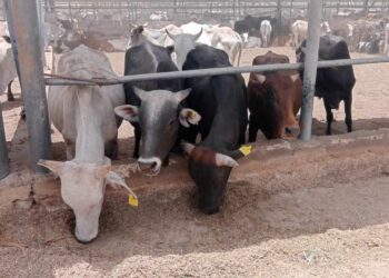 وزارة التموين تعلن التعاقد على 20 ألف رأس ماشية لطرحها فى عيد الأضحى