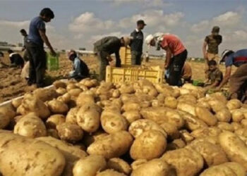 الزراعة × أسبوع.. افتتاح معرض الزهور وزيادة حجم صادرات البطاطس