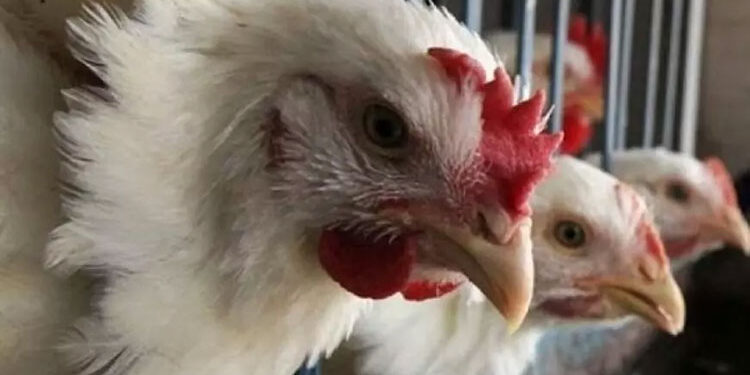 أسعار الدواجن والبيض في مصر اليوم الجمعة