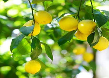 منظمة الأغذية والزراعة تعلن مصر الثانية عربيًا في إنتاج الليمون