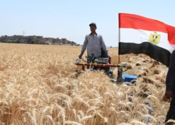 وزارة التموين: استمرار استلام القمح المحلى من المزارعين حتى نهاية الموسم