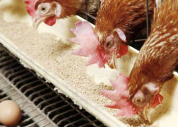 بورصة الدواجن اليوم.. أسعار الفراخ عند 90 جنيها تسليم أرض المزرعة