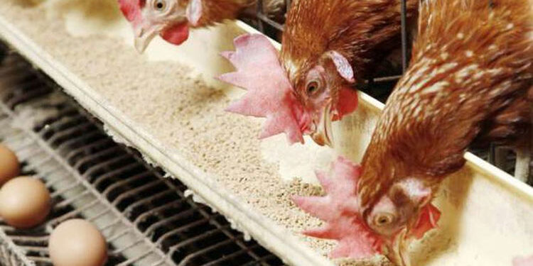 بورصة الدواجن اليوم.. أسعار الفراخ عند 90 جنيها تسليم أرض المزرعة