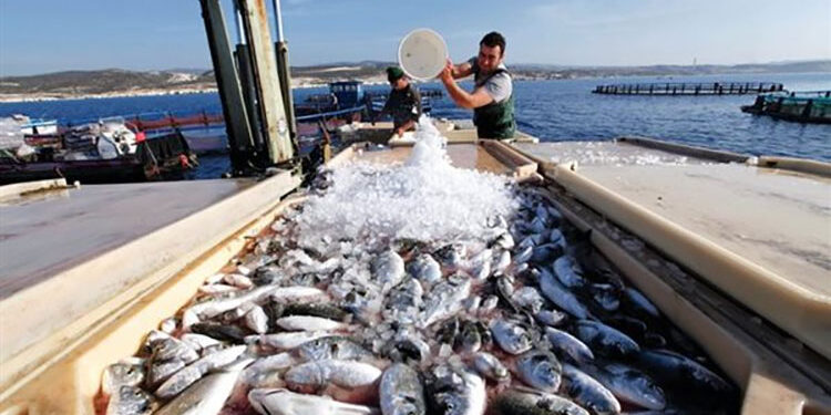 وزيرة البيئة تبحث حلولا مناسبة لمشكلات الاستزراع السمكى