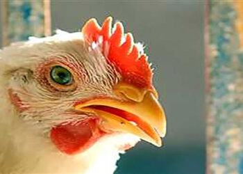 أسعار الدواجن والبيض في مصر اليوم الأربعاء