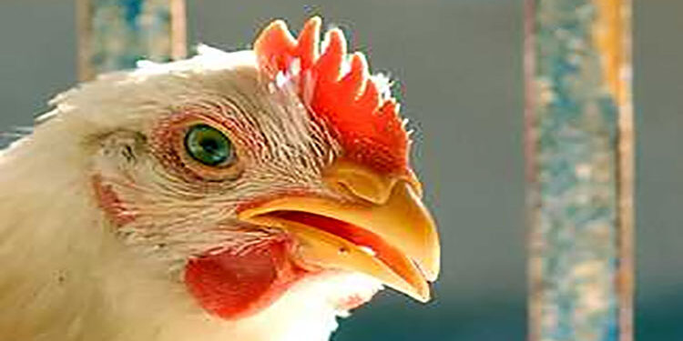 أسعار الدواجن والبيض في مصر اليوم الأربعاء