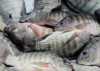 سعر السمك البلطي في الأسواق اليوم