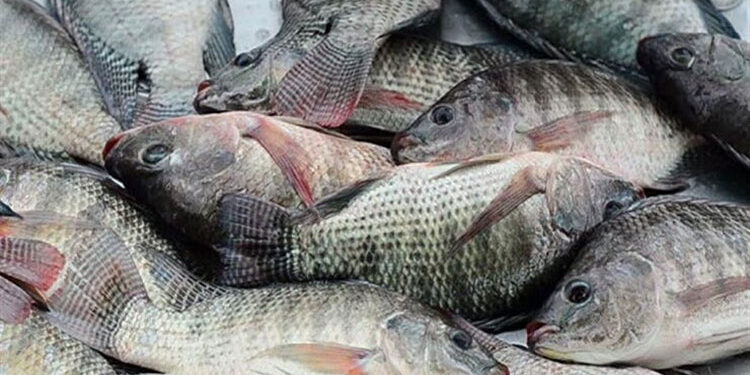 سعر السمك البلطي في الأسواق اليوم