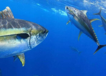 مصر تستضيف كأس العالم لصيد الأسماك 2028 بمشاركة 25 دولة