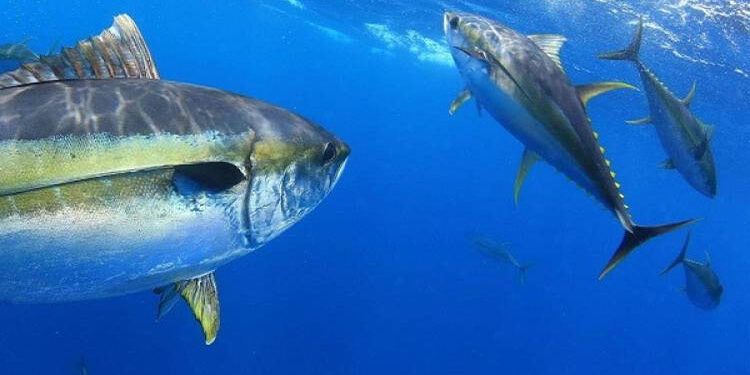 مصر تستضيف كأس العالم لصيد الأسماك 2028 بمشاركة 25 دولة