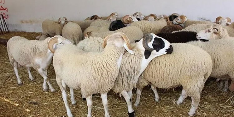 مع اقتراب العيد.. تعرف على منافذ وزارة الزراعة لحجز الأضاحي