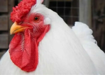 أسعار الدواجن والبيض في مصر اليوم الخميس