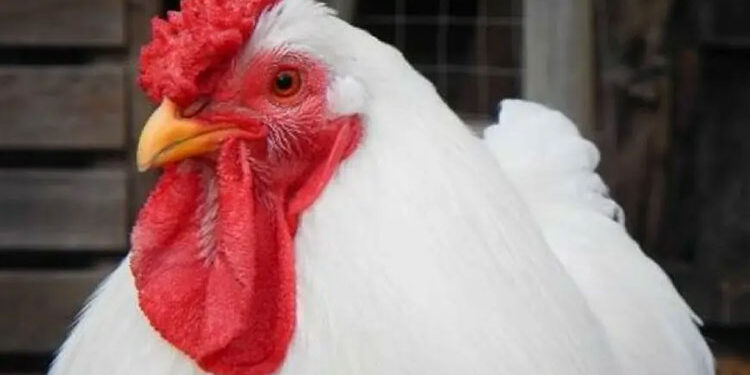 أسعار الدواجن والبيض في مصر اليوم الخميس