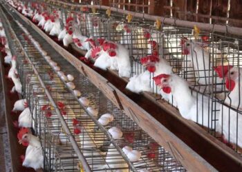 أسعار الدواجن والبيض في مصر اليوم الجمعه