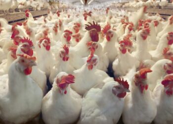 أسعار الدواجن والبيض في مصر اليوم الثلاثاء