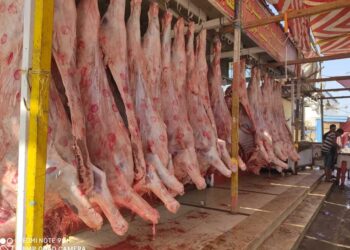 وزير التموين: المخزون الاستراتيجى من اللحوم الحية السودانى يلبى احتياج 8 أشهر