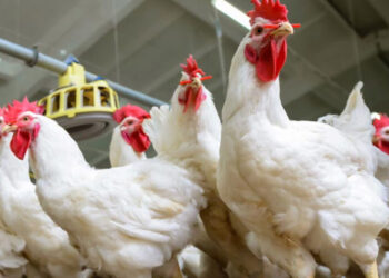 أسعار الدواجن والبيض في مصر اليوم الأحد