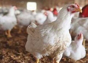 أسعار الدواجن والبيض في مصر اليوم الجمعة