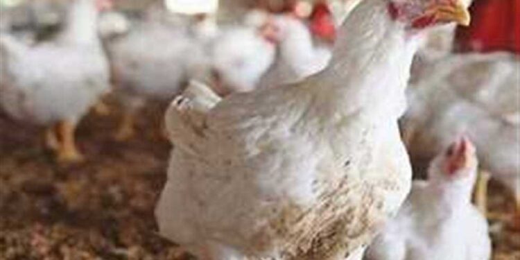 أسعار الدواجن والبيض في مصر اليوم الجمعة