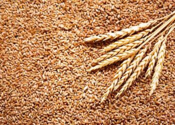 روسيا تُعلن الإفراج عن السفينة المصرية المحملة بالقمح