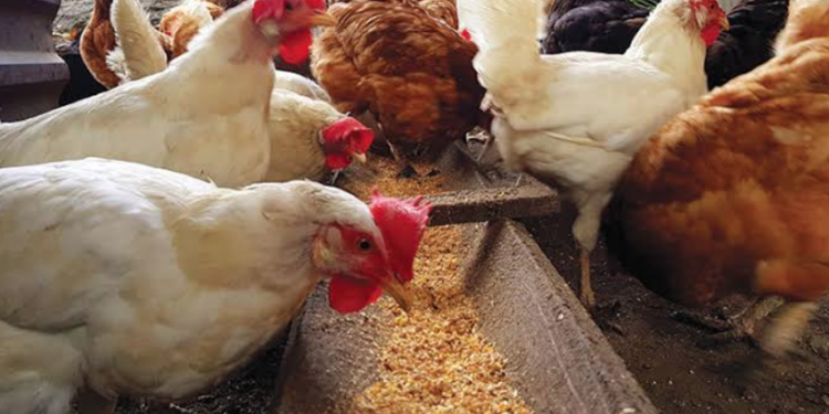 أسعار الدواجن والبيض في مصر اليوم الإثنين