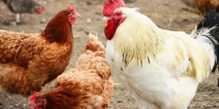 أسعار الدواجن والبيض في مصر اليوم الثلاثاء