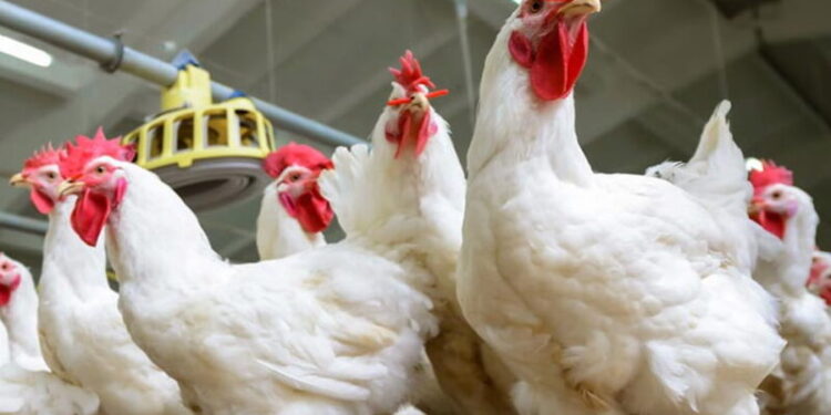 أسعار الدواجن والبيض في مصر اليوم السبت