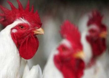 أسعار الدواجن والبيض في مصر اليوم الإثنين