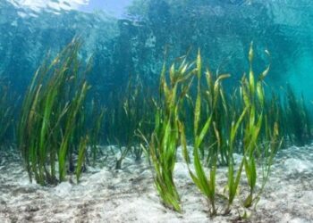 كل ما تريد معرفته عن فوائد الأعشاب البحرية الاقتصادية والمناخية
