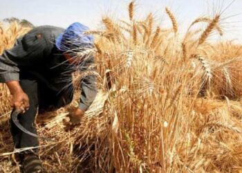 الزراعة: إضافة أراضٍ جديدة للرقعة أسهمت في وفرة محصول القمح