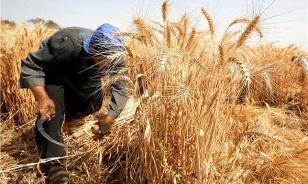 الزراعة: إضافة أراضٍ جديدة للرقعة أسهمت في وفرة محصول القمح