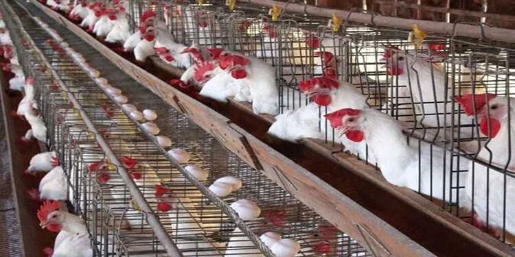 أسعار الدواجن والبيض في مصر اليوم الجمعة