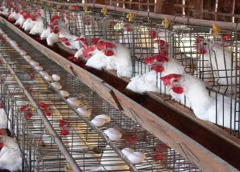 أسعار الدواجن والبيض في مصر اليوم الجمعة