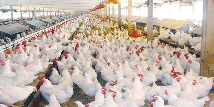 أسعار الدواجن والبيض في مصر اليوم الأحد