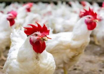 أسعار الدواجن والبيض في مصر اليوم السبت