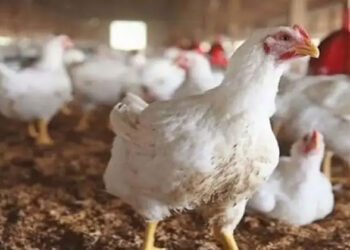 أسعار الدواجن والبيض في مصر اليوم الخميس