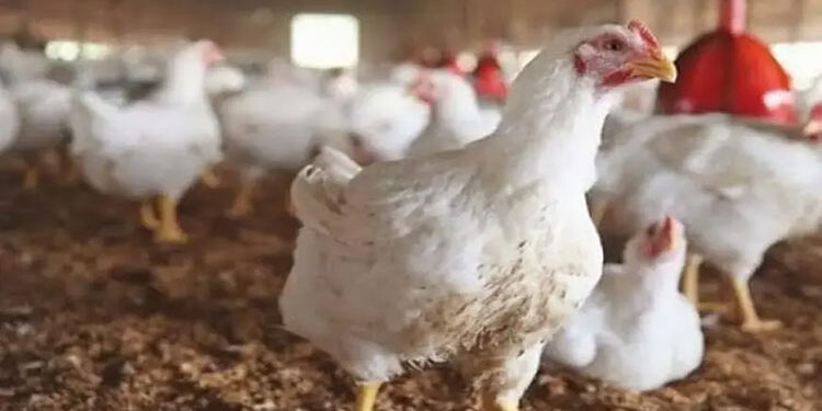 أسعار الدواجن والبيض في مصر اليوم الخميس