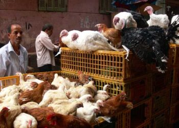 أسعار الدواجن والبيض في مصر اليوم الإثنين