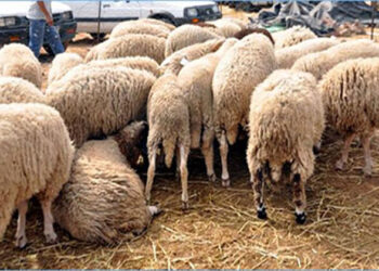 كيفية الإختيار السليم لأضحية العيد ؟