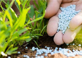 حقيقة إصدار قرار برفع الدعم عن الأسمدة الزراعية بدءاً من الموسم الزراعي المقبل